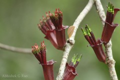 Tolypanthus lagenifer